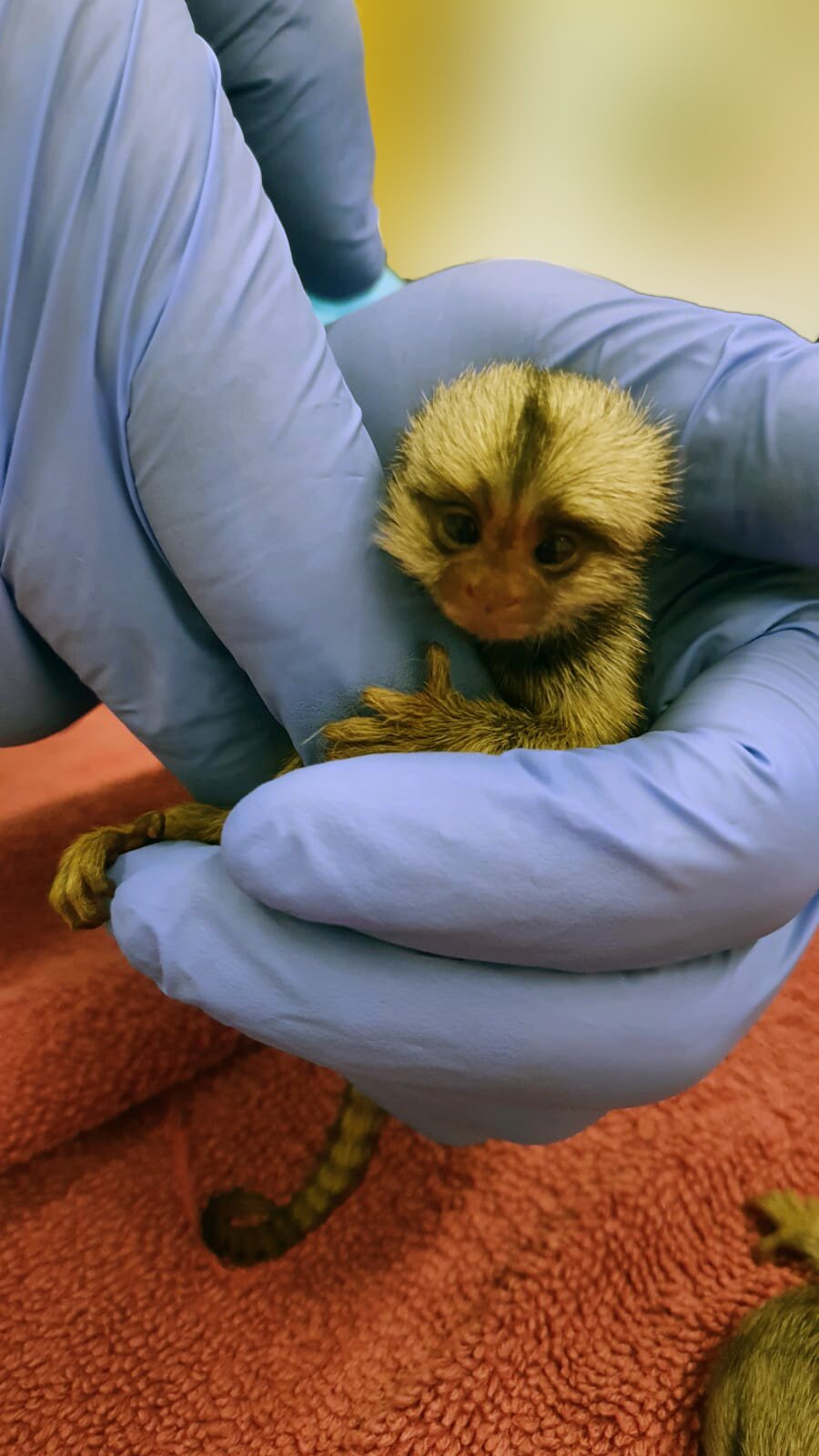 Bebek marmoset